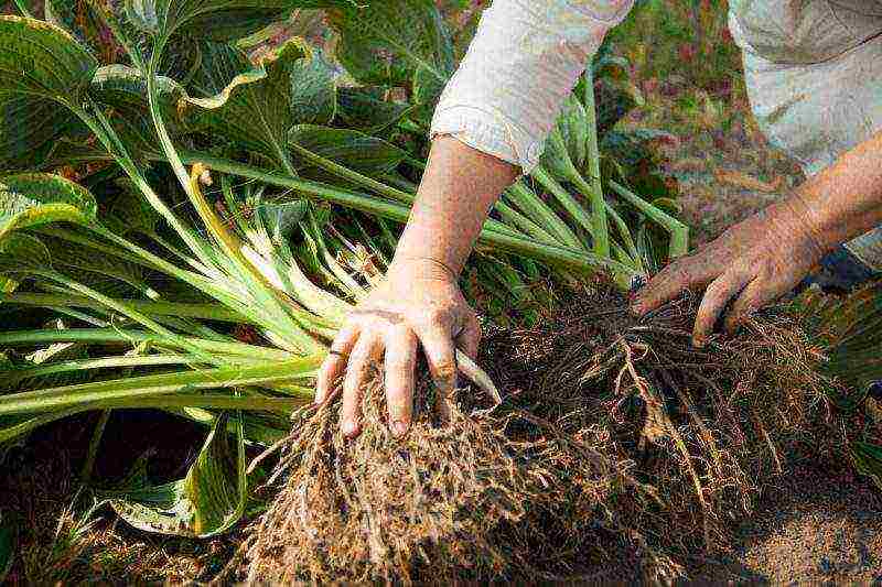 hosta blue planting and care in the open field