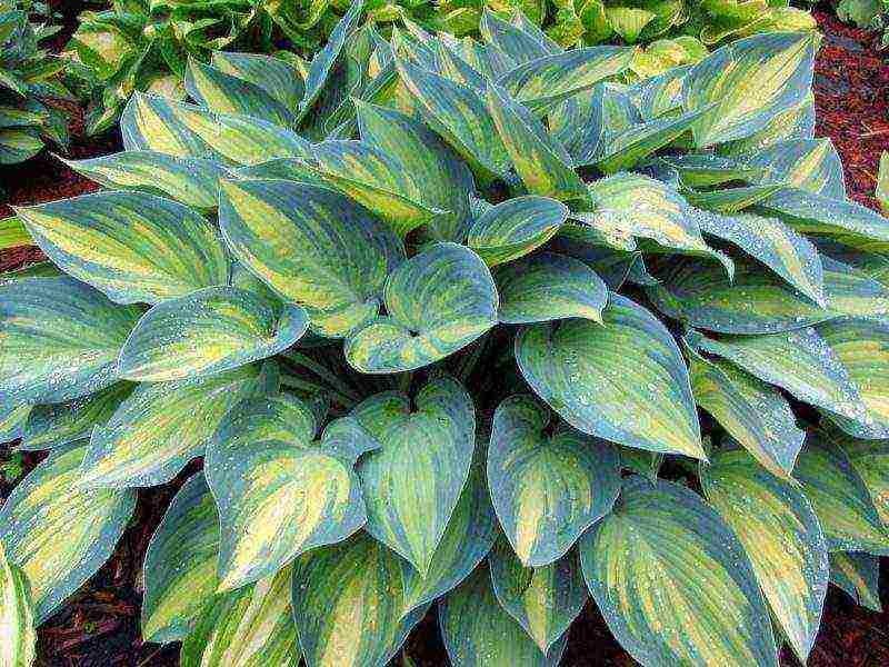 hosta blue planting and care in the open field