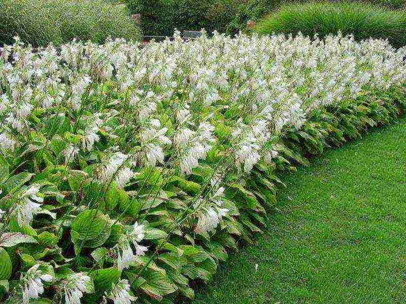 hosta blue planting and care in the open field