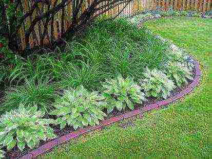 hosta blue planting and care in the open field