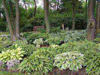 hosta blue planting and care in the open field