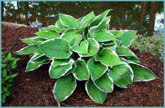 hosta blue planting and care in the open field