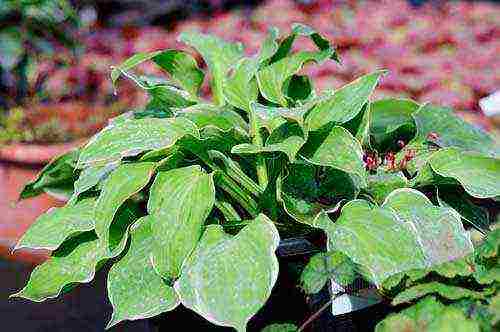 hosta can I grow at home