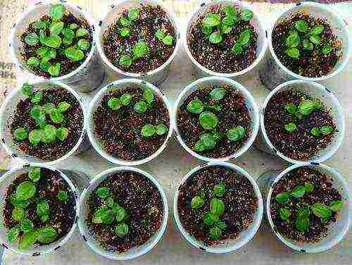 hosta seed planting and care in the open field