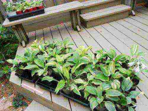 hosta seed planting and care in the open field