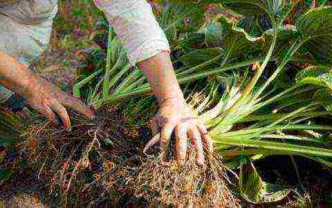 hosta seed planting and care in the open field