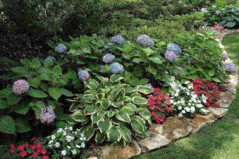 hosta seed planting and care in the open field