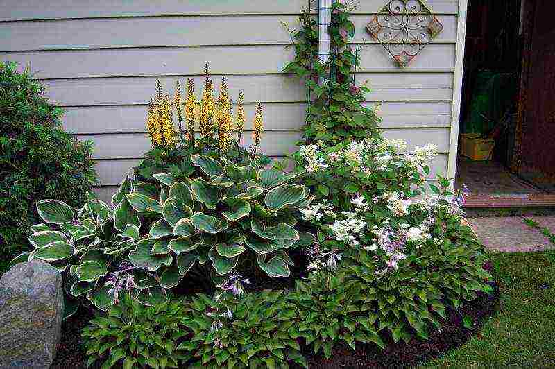 hosta seed planting and care in the open field