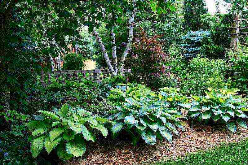 hosta seed planting and care in the open field