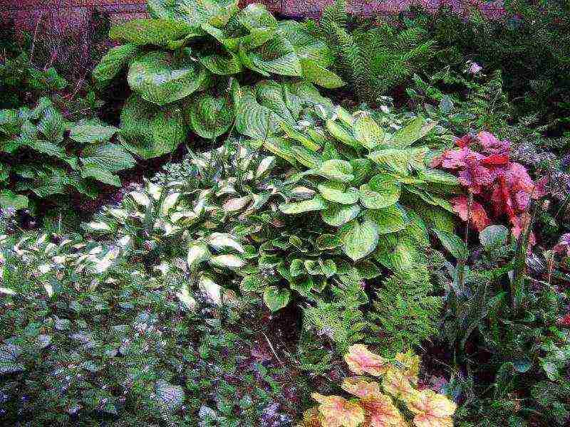 hosta seed planting and care in the open field