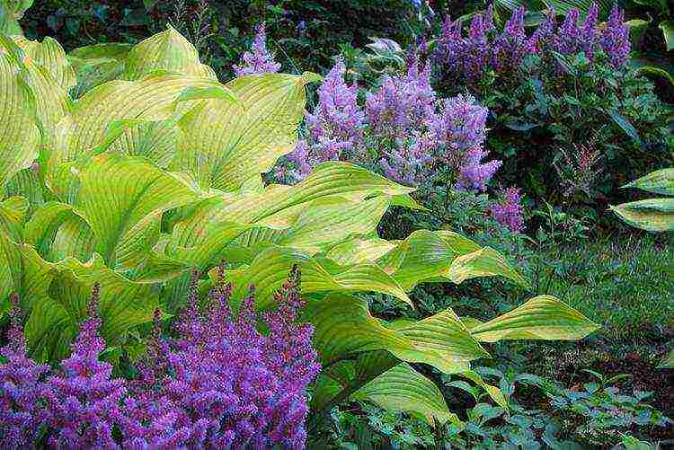 hosta seed planting and care in the open field