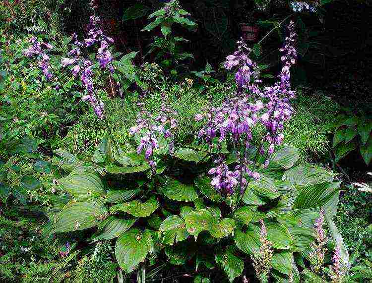 hosta seed pagtanim at pag-aalaga sa bukas na bukid