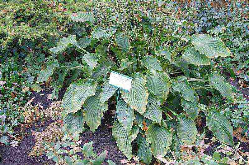 hosta seed planting and care in the open field