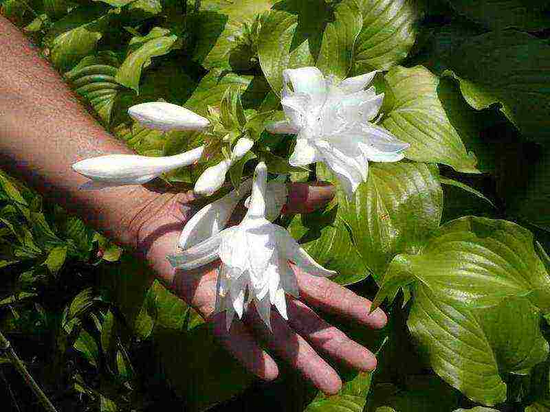 hosta seed planting and care in the open field