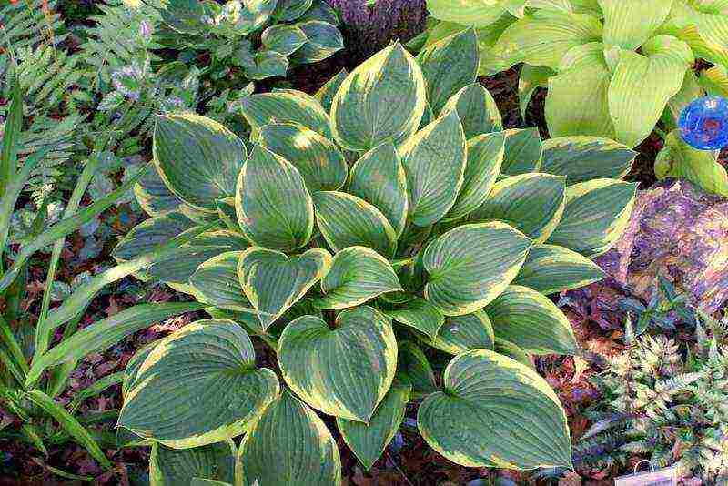 hosta seed planting and care in the open field