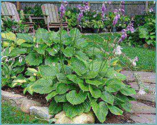 hosta seed planting and care in the open field