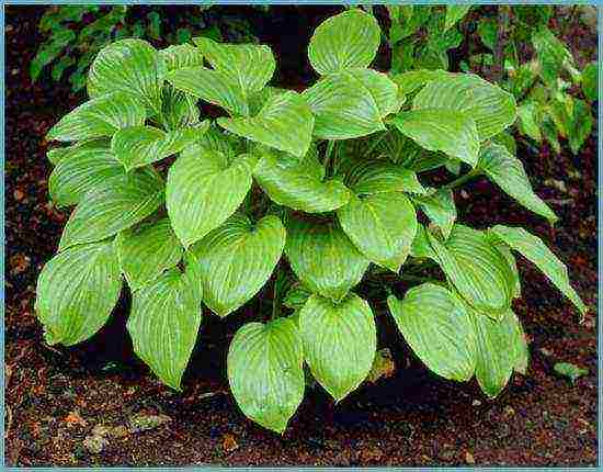 hosta seed planting and care in the open field