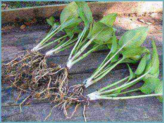 hosta seed planting and care in the open field