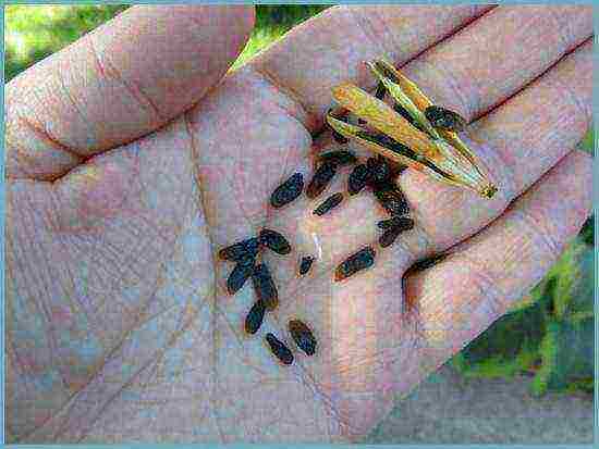 hosta seed planting and care in the open field