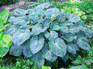 hosta seed planting and care in the open field