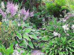 hosta seed planting and care in the open field