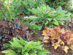 hosta seed planting and care in the open field