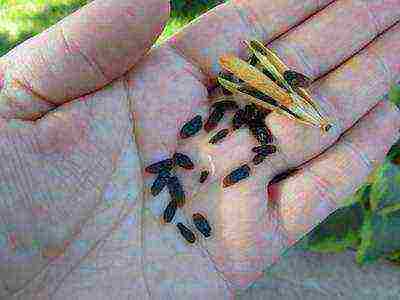 hosta seed planting and care in the open field