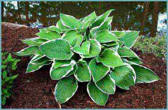 hosta garden planting and outdoor care