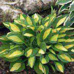 hosta garden planting and outdoor care