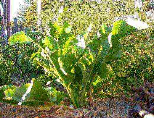 horseradish planting by seeds and care in the open field