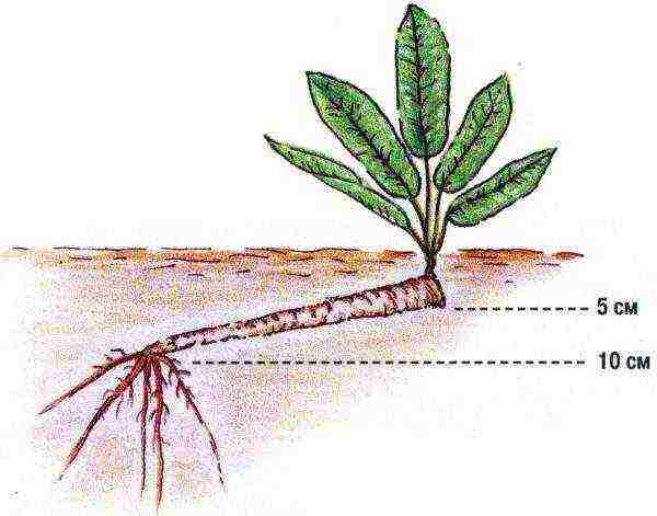 horseradish planting by seeds and care in the open field