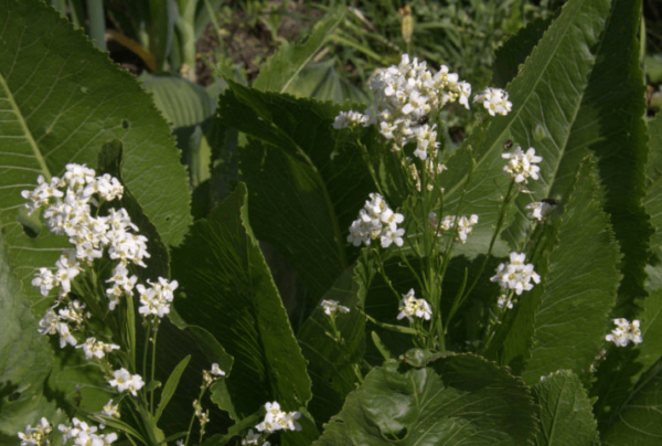 horseradish planting by seeds and care in the open field