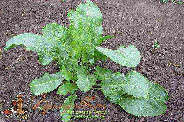 horseradish planting by seeds and care in the open field