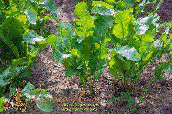 horseradish planting by seeds and care in the open field