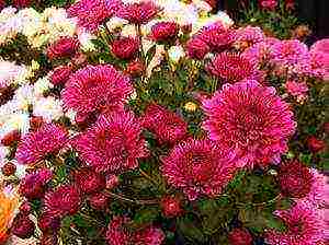 chrysanthemum border planting and outdoor care