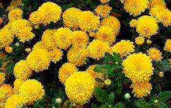 chrysanthemum border planting and outdoor care