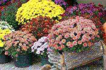 chrysanthemum border planting and outdoor care