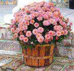 chrysanthemum border planting and outdoor care