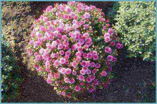 chrysanthemum border planting and outdoor care