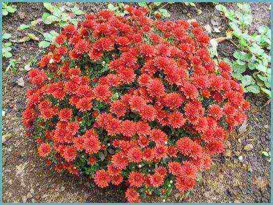 chrysanthemum border planting and outdoor care