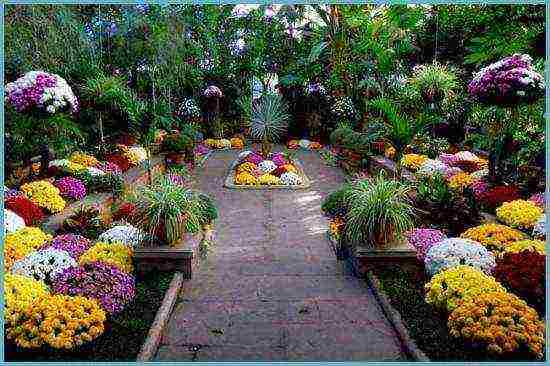 chrysanthemum border planting and outdoor care