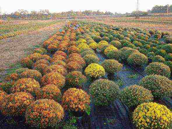 chrysanthemum border planting and outdoor care