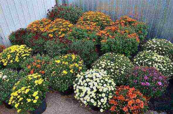 chrysanthemum border planting and outdoor care