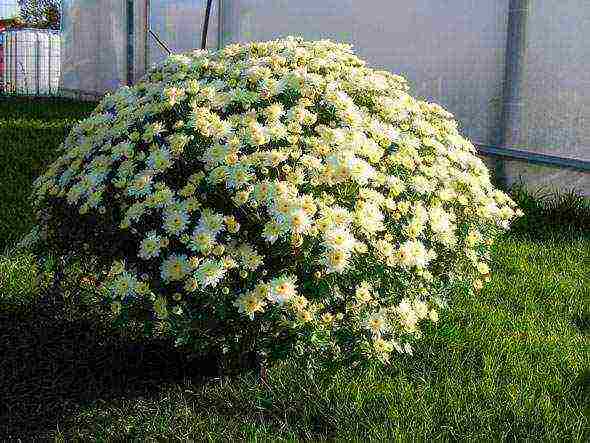 chrysanthemum border planting and outdoor care