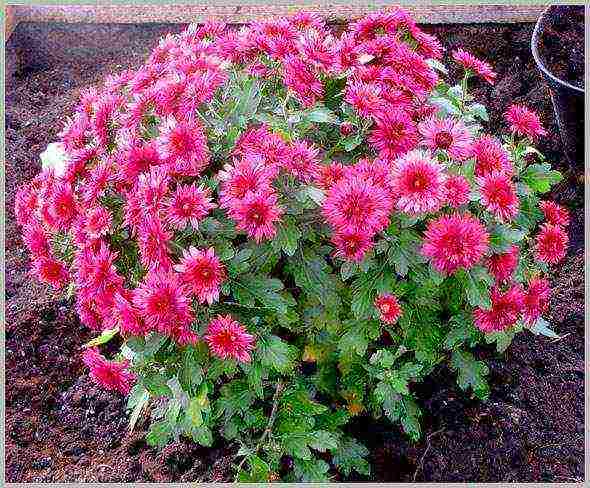 chrysanthemum border planting and outdoor care