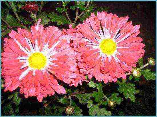 chrysanthemum maiden planting and care in the open field