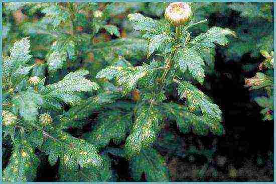 chrysanthemum maiden planting and care in the open field