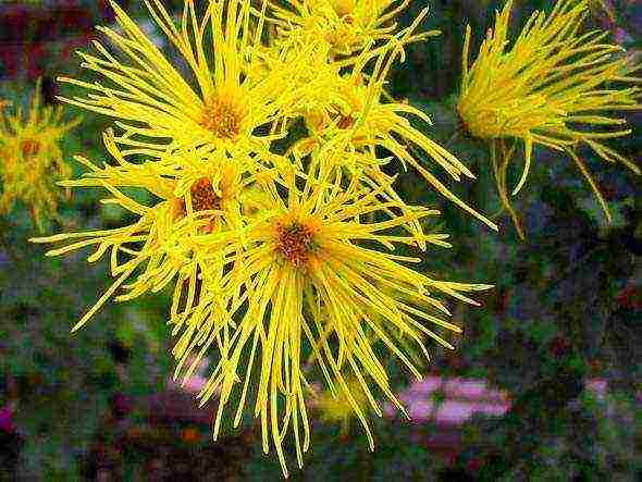 chrysanthemum maiden planting and care in the open field