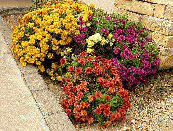 chrysanthemum maiden planting and care in the open field