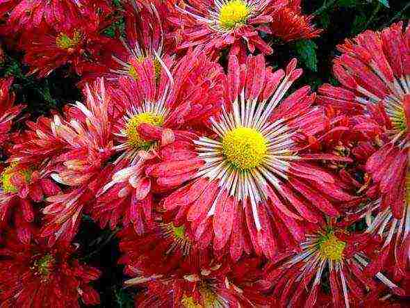 chrysanthemum maiden planting and care in the open field